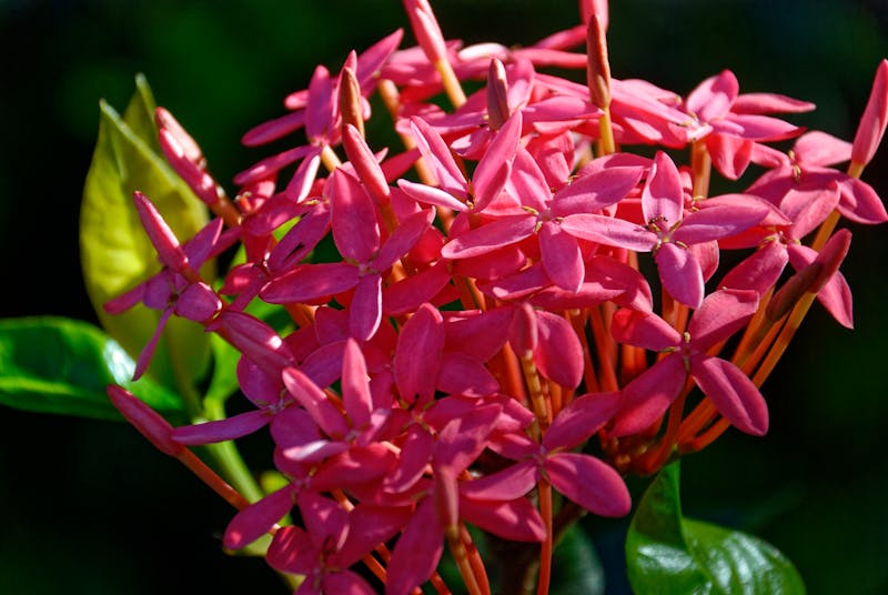 Bouquet tropical interflora - Évasion Tropicale